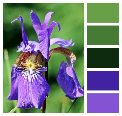 Sword Lily Iris Flower Image